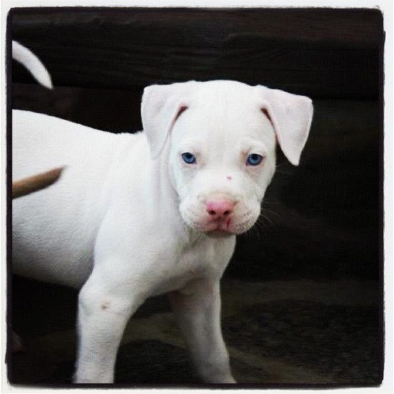 craigslist pitbull dogs for sale