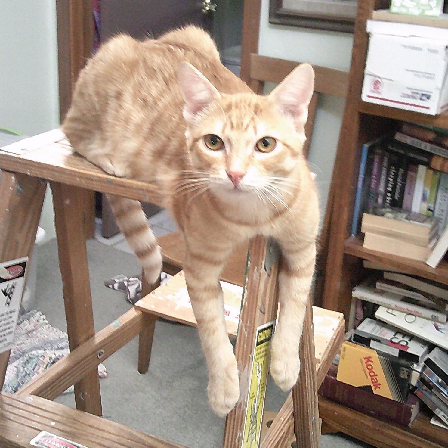 petfinder prescott az