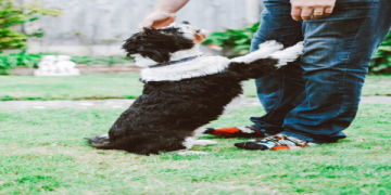 finding a new home for my dog