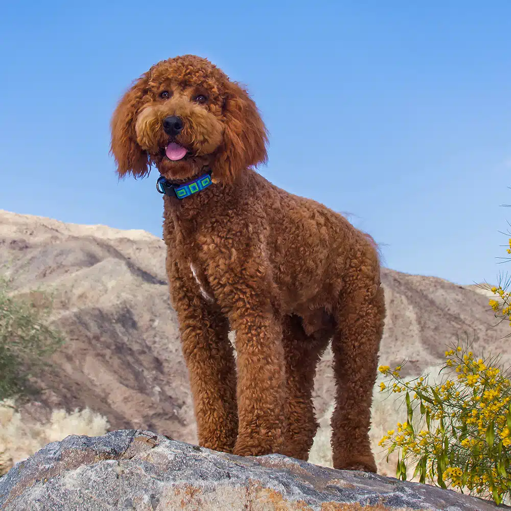 best dog food for labradoodle puppy