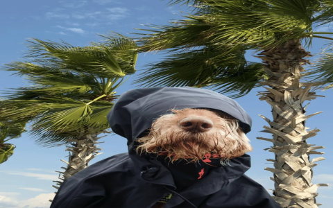 pet finders california