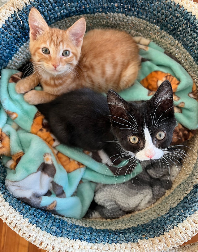 kitten rescue boston