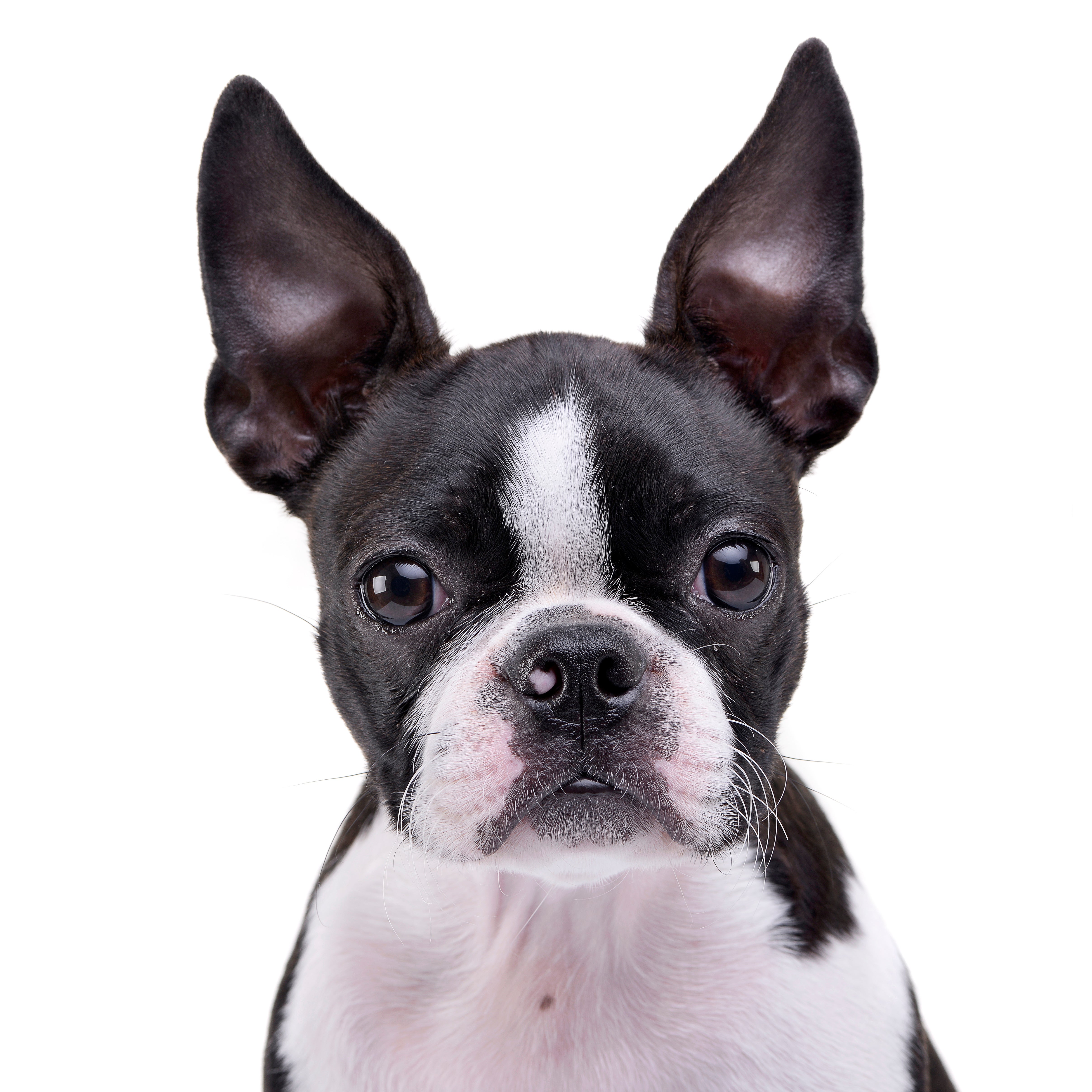 boston terriers near me