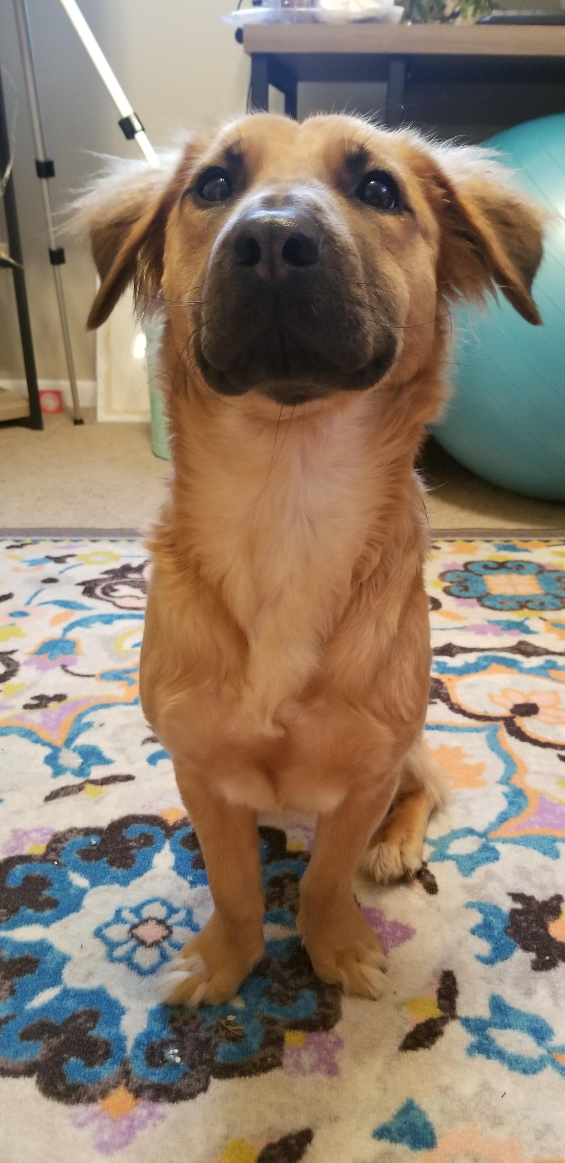 black mouth cur golden retriever mix