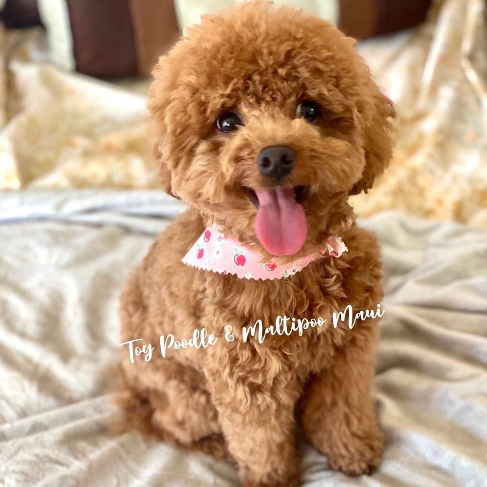 dog breeders on maui