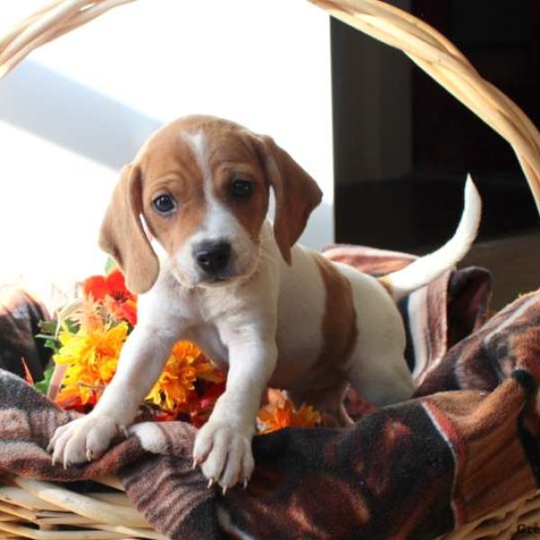 beagle golden retriever mix for sale