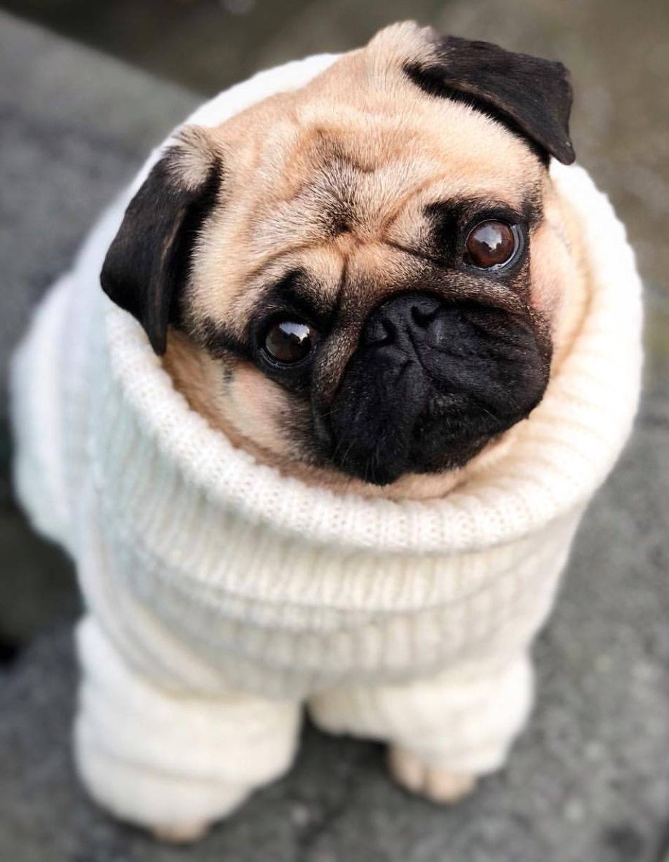 cute pug photos