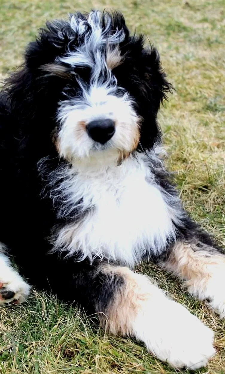 bernedoodle breeders new england