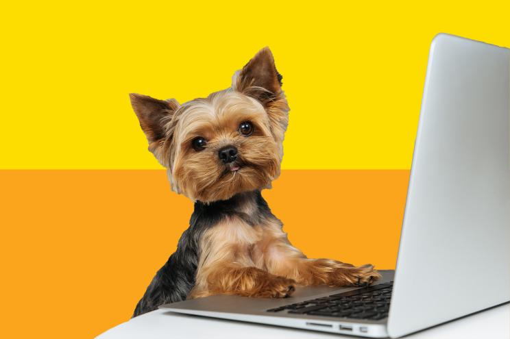 best online pet stores