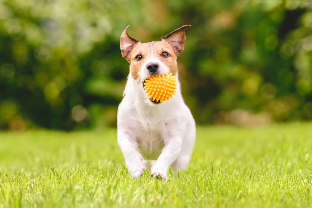 best dog food for jack russells
