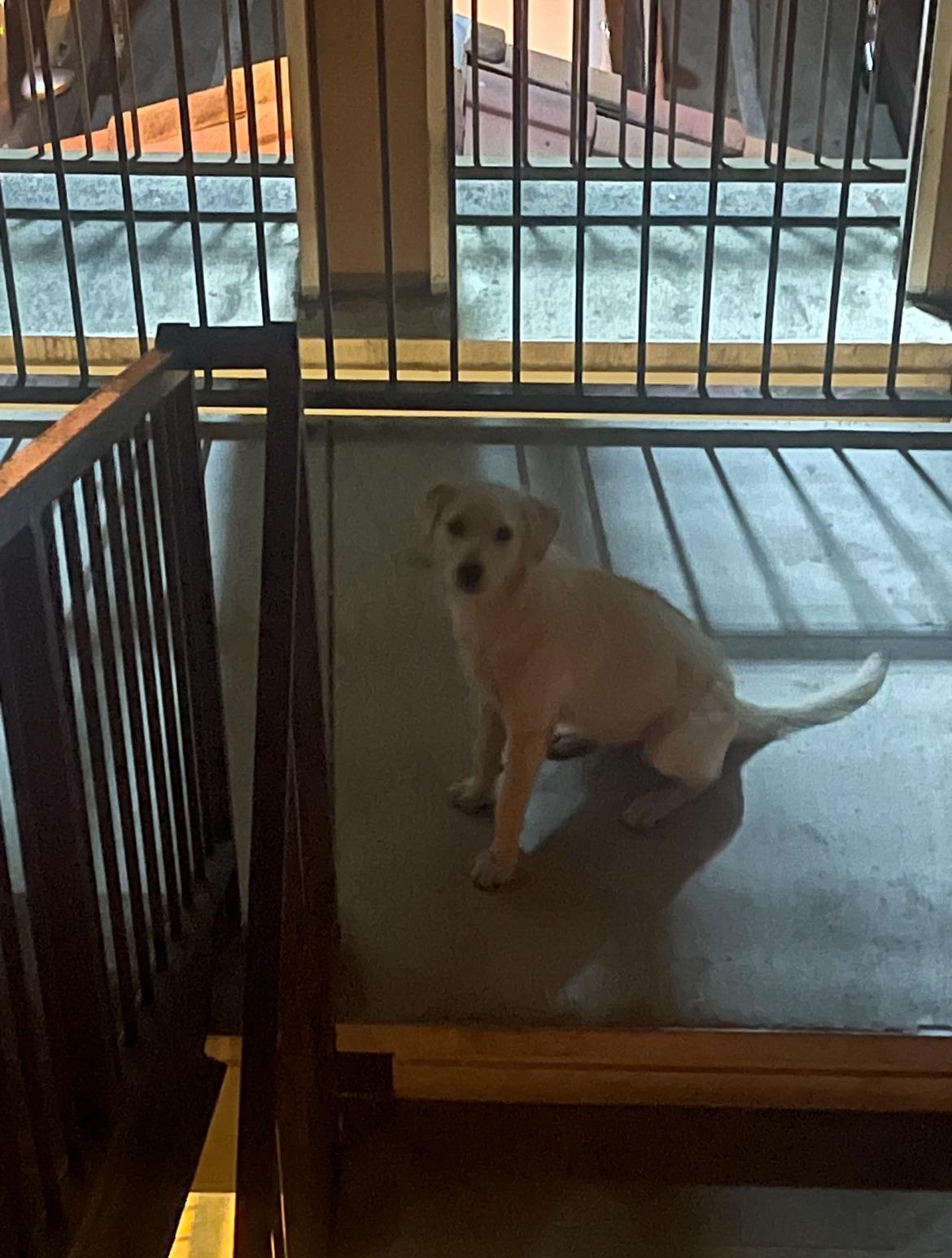 where can i give a dog away