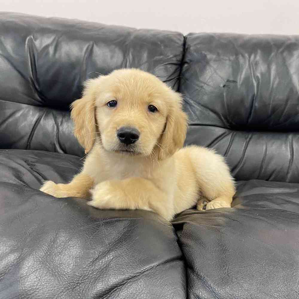 golden retriever puppies for sale rhode island