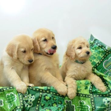 golden retriever puppies for sale rhode island