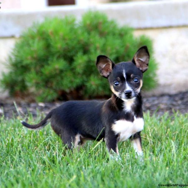 chihuahua mix near me