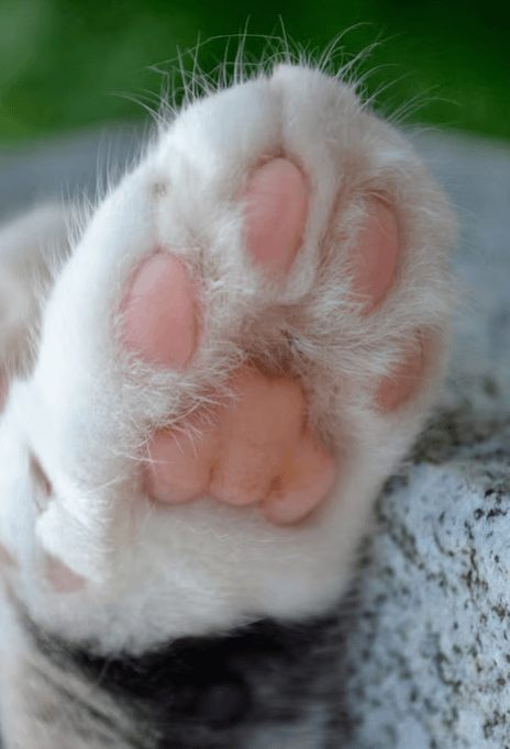 cat paw print real