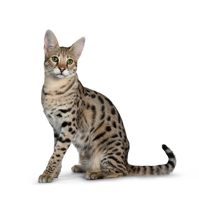 cat breeds beginning with s
