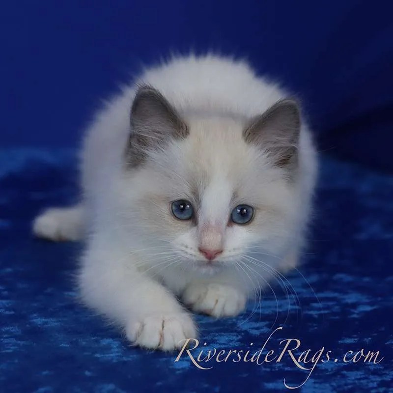 kittens for sale maui