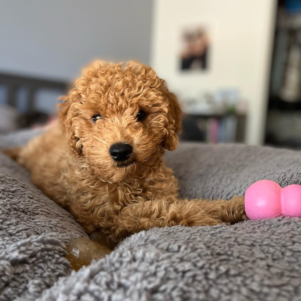goldendoodle puppies sc