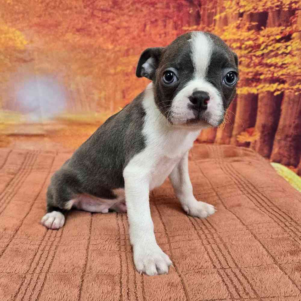 boston terrier puppies virginia for sale