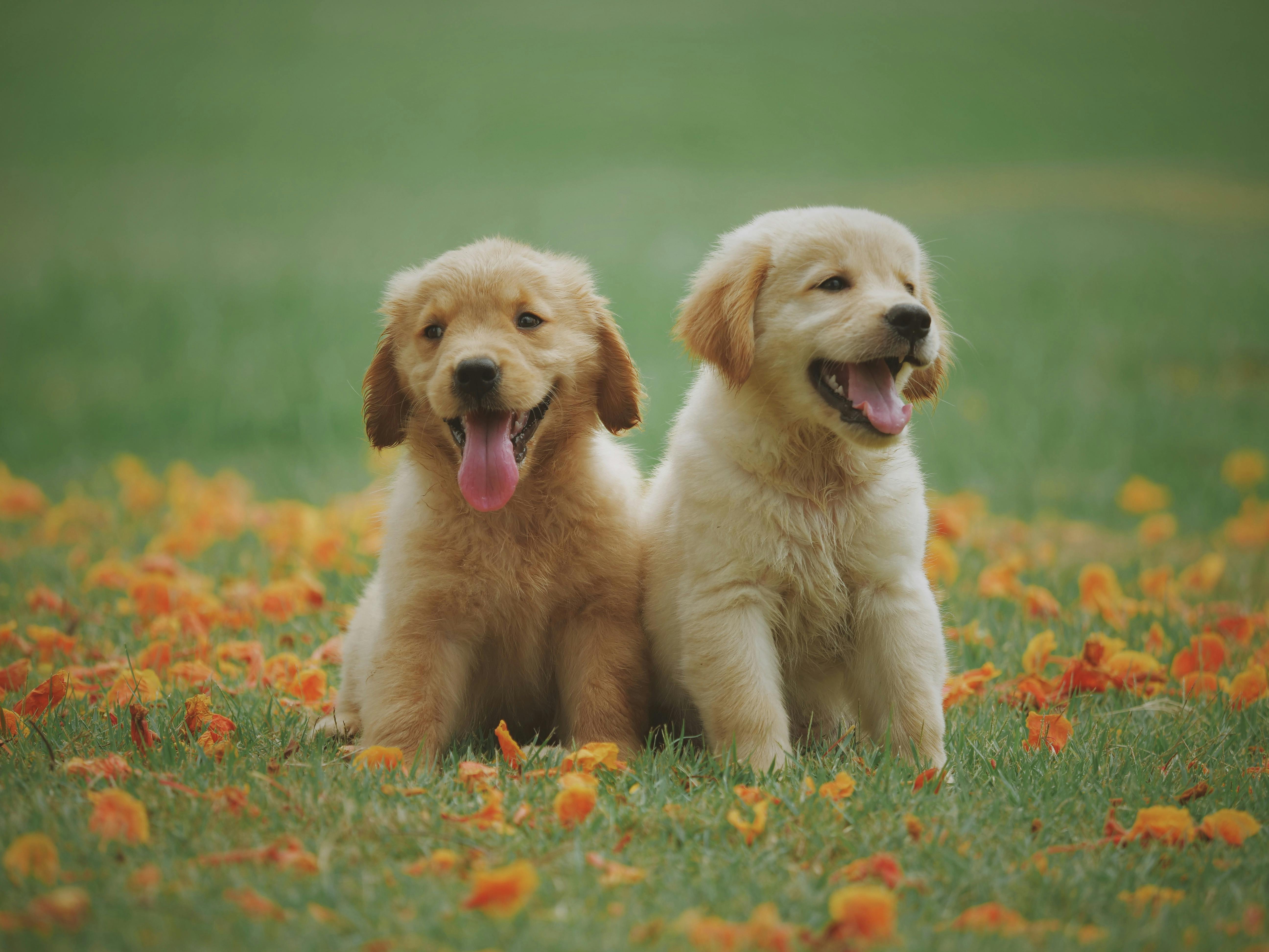 puppies picture