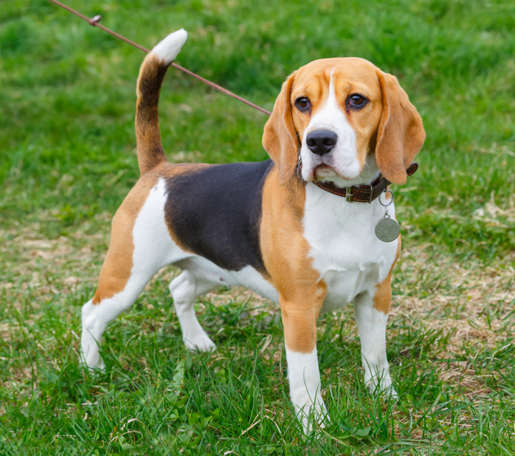 beagle breeders washington state