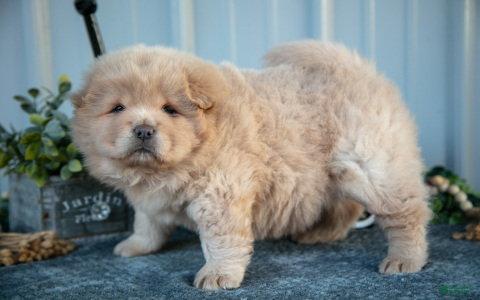 chows for sale near me