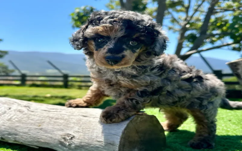 great dane labradoodle mix