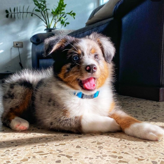 australian shepherd puppies michigan