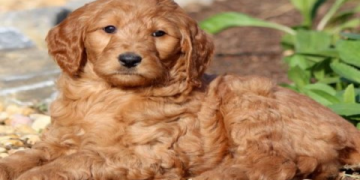 beagle golden retriever mix for sale