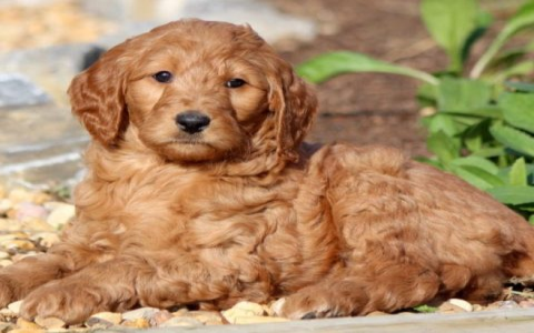 beagle golden retriever mix for sale