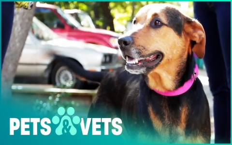 where can i give a dog away