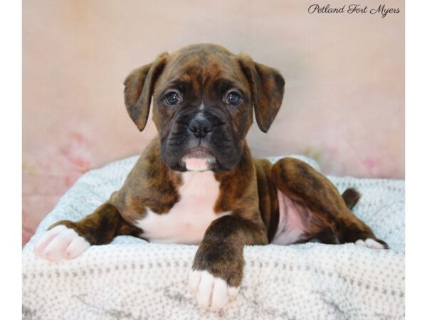 boxer puppies florida