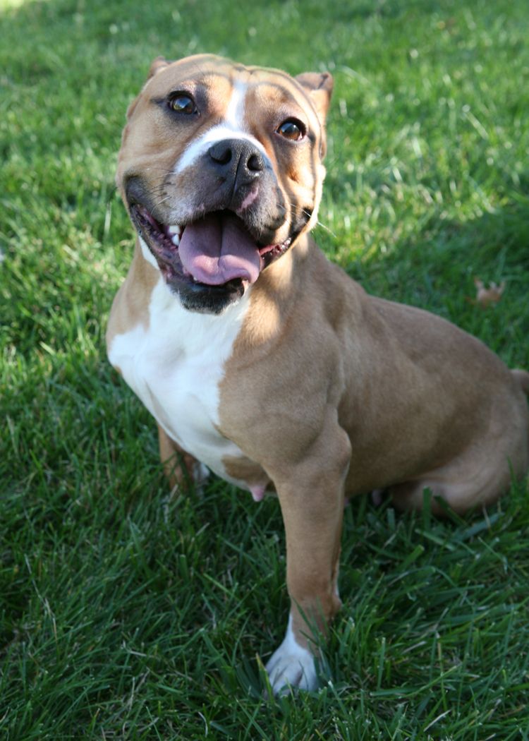 pitbull and english bulldog mix for sale