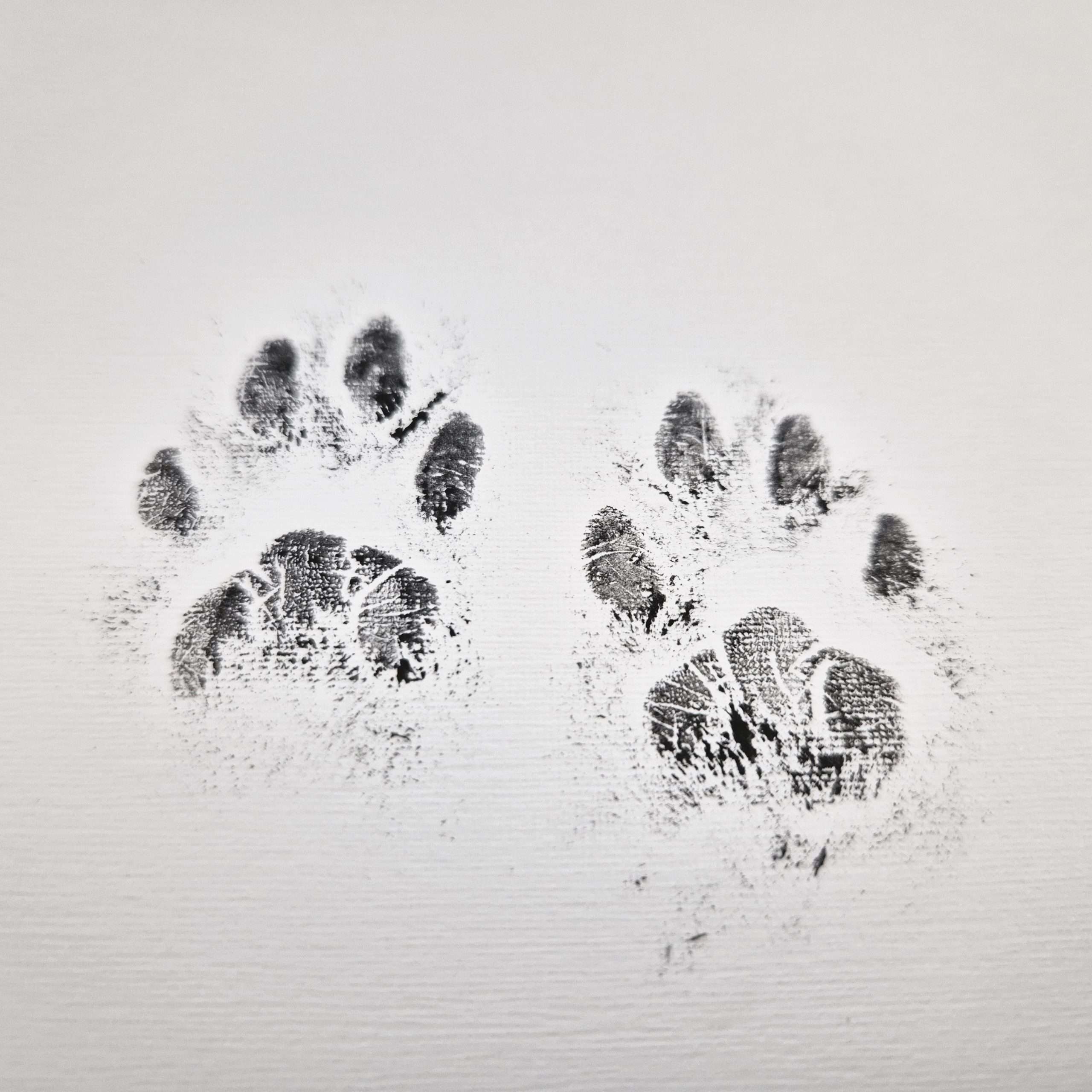 cat paw print real