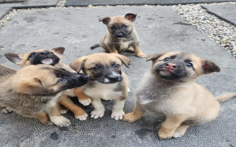 german shepherd puppies for sale in ky