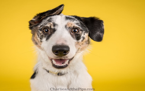 found dogs near me today