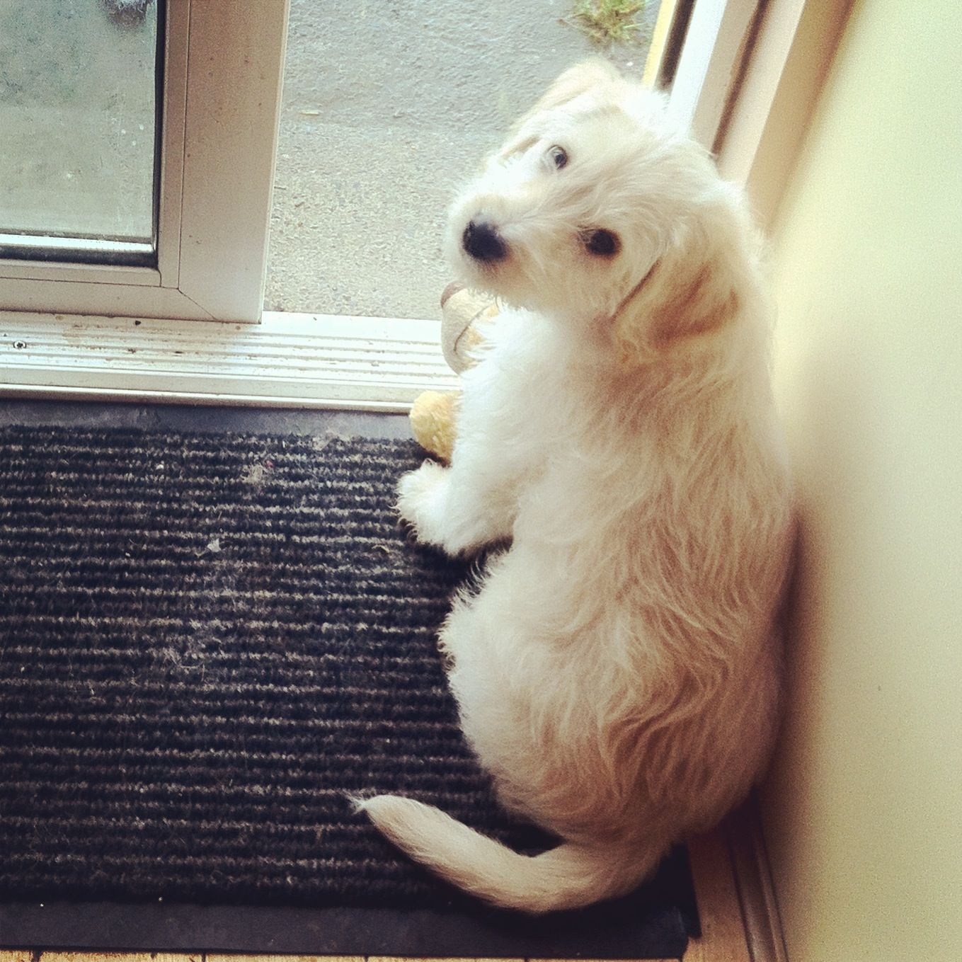 bichon labrador mix