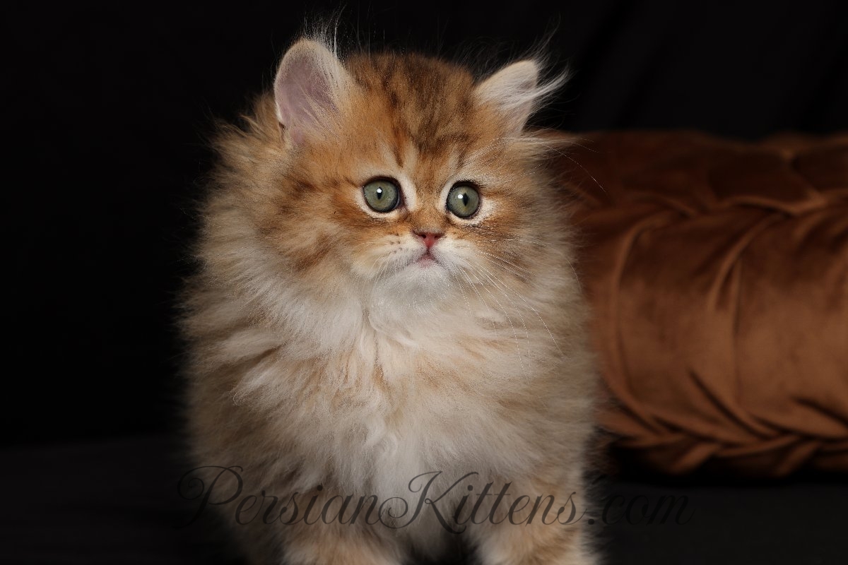 kittens for sale maui