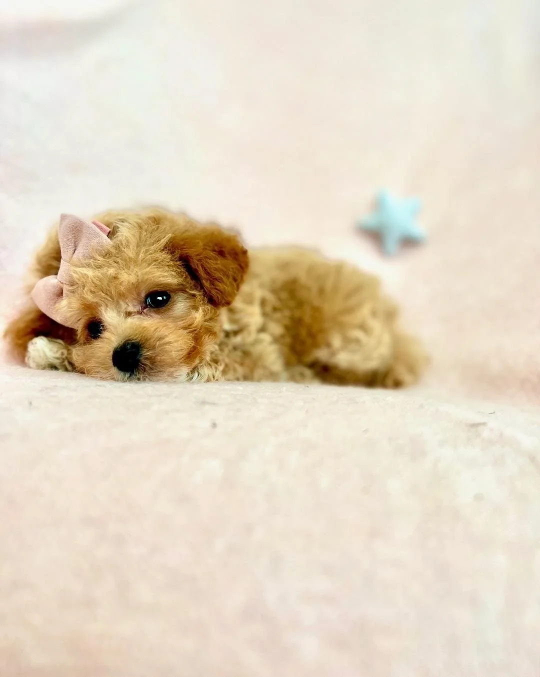 pet store with puppies for sale