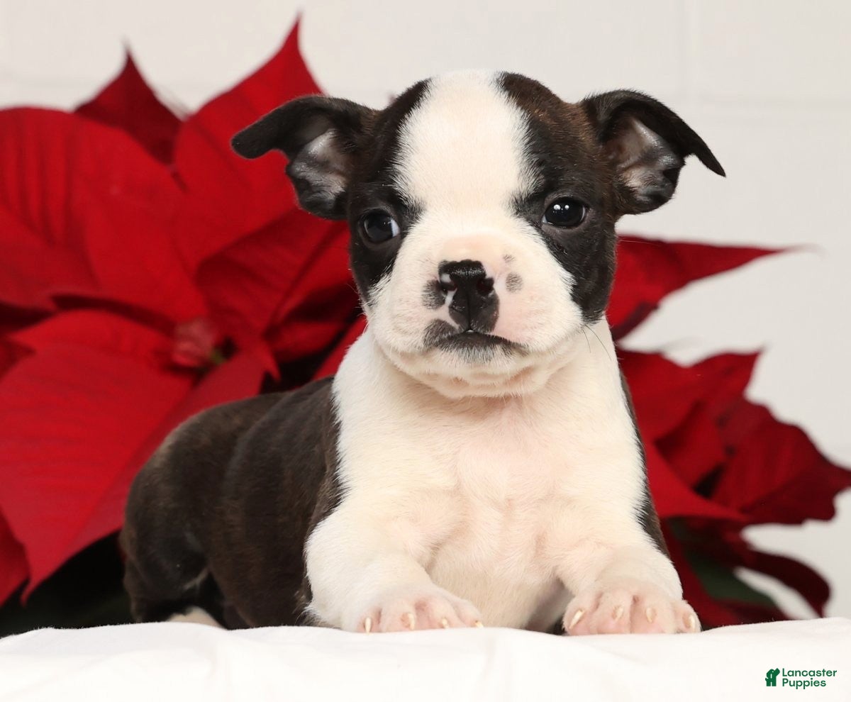 boston terriers for sale in ky