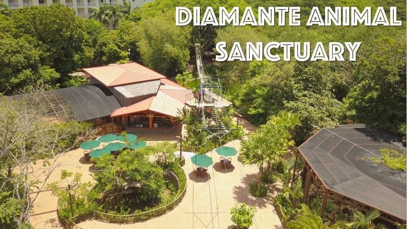 animal shelter costa rica