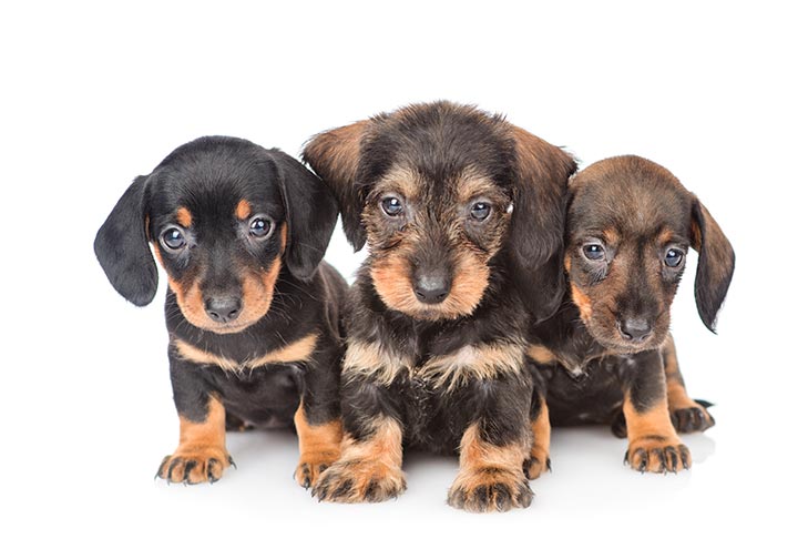 dachshund breeders indiana