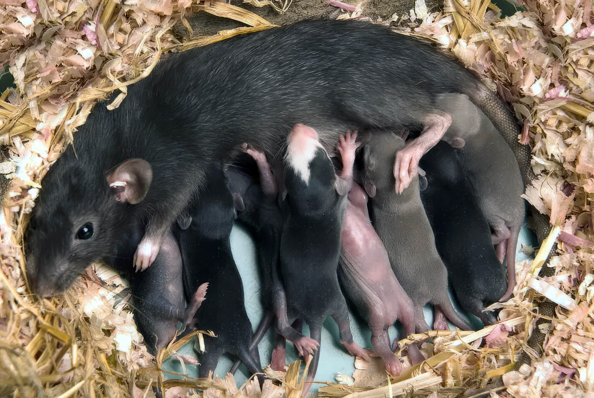 best litter for rats