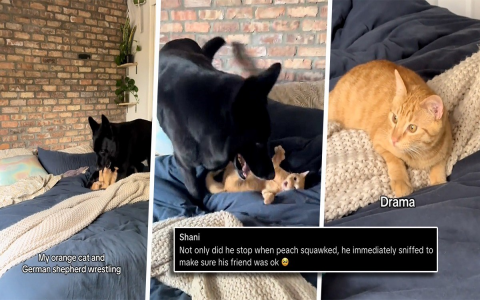 cat and german shepherd