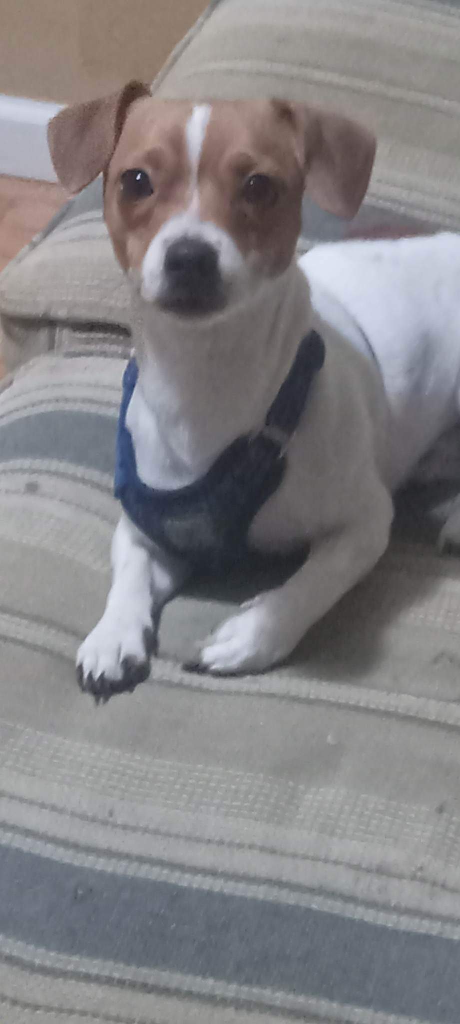 jack russell dachshund chihuahua mix