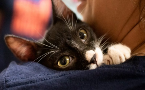 where can i buy cats