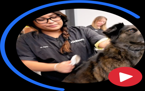 petsmart dog groomer