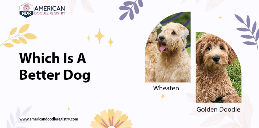 goldendoodle registration