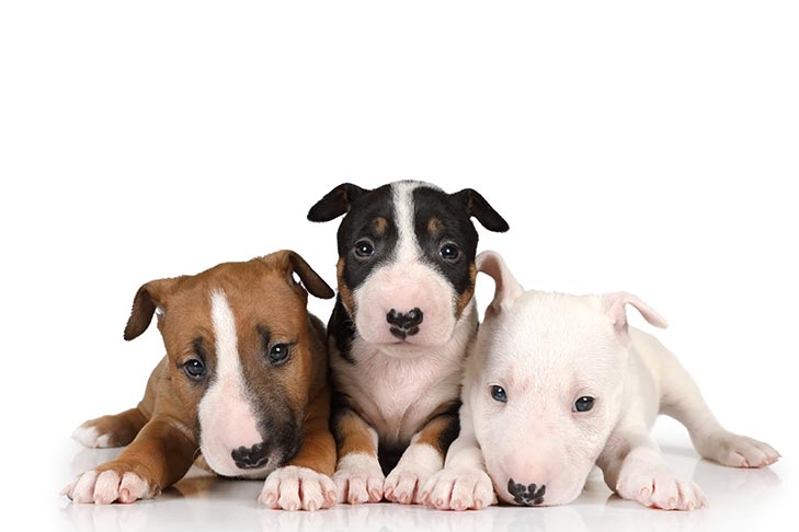 bull terrier puppies florida