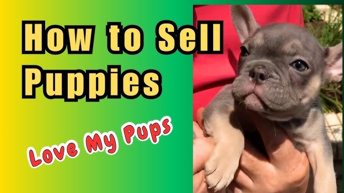 places to advertise puppies
